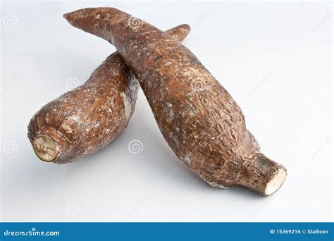 Cassava 库存照片 图片 包括有 秸秆 丝兰 木薯 木薯粉 蔬菜 15369216