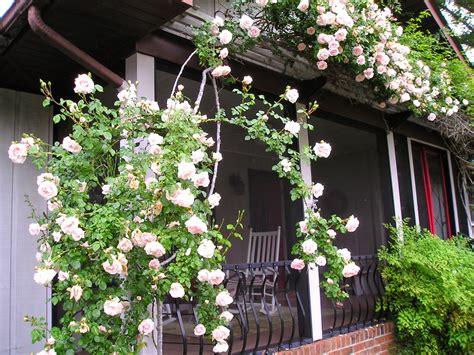 Carol's Greenville NC Garden: New Dawn Rose