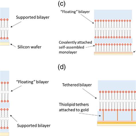 Lipid Bilayer Preparations Used In X Ray And Neutron Reflectivity