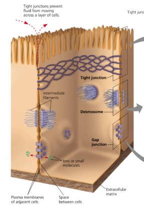 Intercellular Junctions - Mrs. Graham's AP Biology