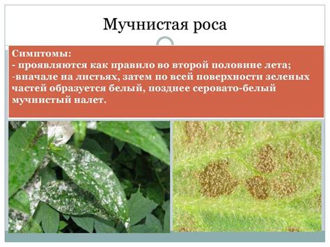Чем обработать флоксы от мучнистой росы, как бороться с белым налетом
