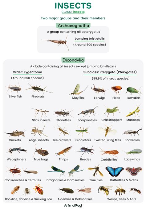 Insect - Definition, Types, List, Life Cycle, Anatomy, & Pictures