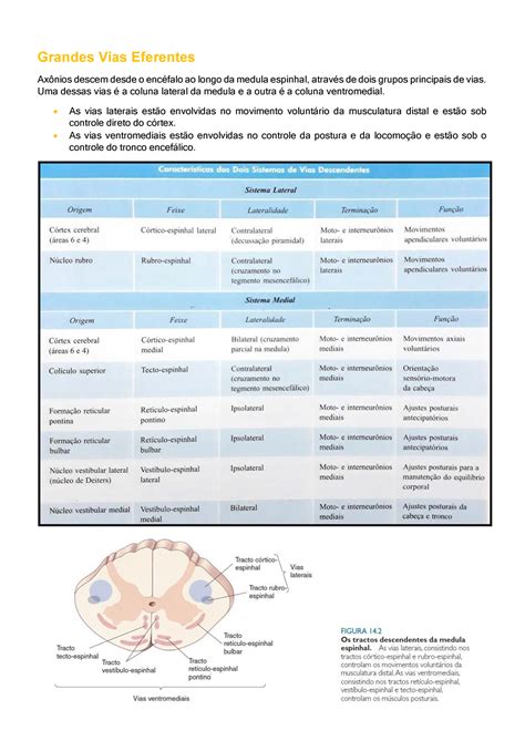 Grandes Vias Eferentes Grandes Vias Eferentes Axônios Descem Desde O