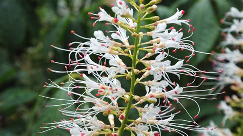 15 Gorgeous Flowering Shrubs That Thrive In The Shade