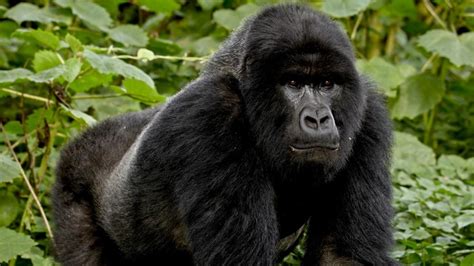 Mountain Gorilla Facts Habitat Diet Life Cycle Baby Pictures