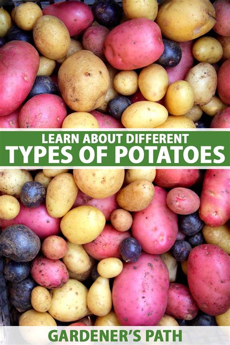 What Are Early, Mid, and Late Season Potatoes? | Gardener’s Path