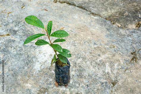 Brazilian Rosewood Pau Rosa Tree Seedlings In A Nursery For