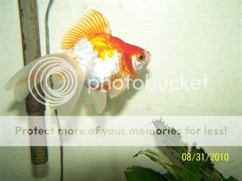 How big is your goldfish? | Aquarium Forum