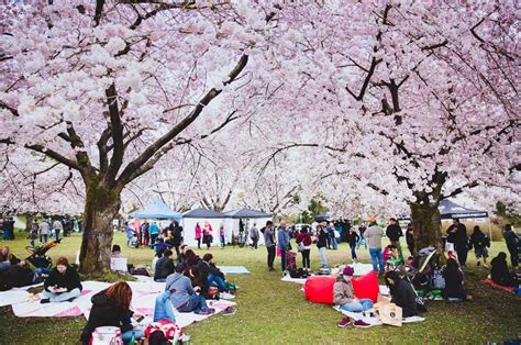 Cherry Blossom Festival Calendar Of Events