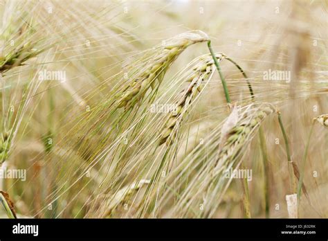 Brown Brownish Brunette Agriculture Farming Ripe Gold Hoarfrost Yellow Grain Stock Photo Alamy