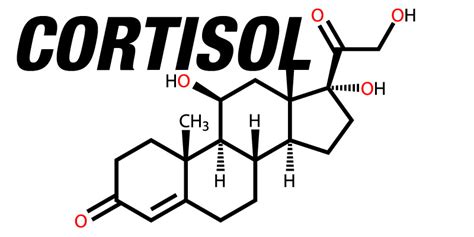 Señales Que Tienes Niveles Altos De Cortisol Arh Laboratorios