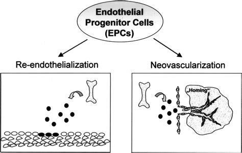 Endothelial Progenitor Cells Circulation Research