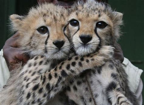 Cheetah Cubs – 1Funny.com