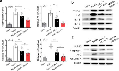 VCAM 1 HUC MSCs Inhibited NLRP3 Mediated Inflammatory Response During