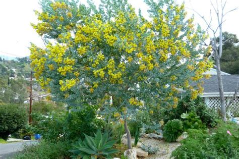 acacia podalyriifolia queensland silver wattle seed  ole lantana