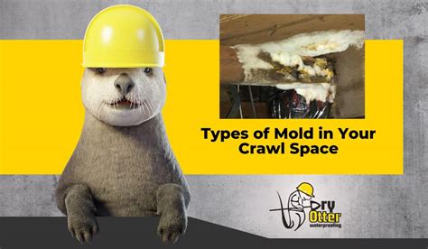 identifying  treating  types  mold   crawl space