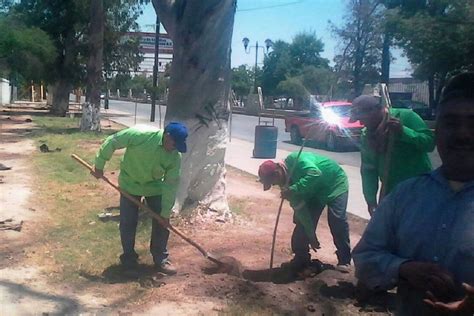 Mejoran Las Reas Verdes En Lerdo