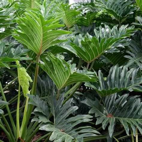 Tree Philodendron (Philodendron selloum) - MyGardenLife