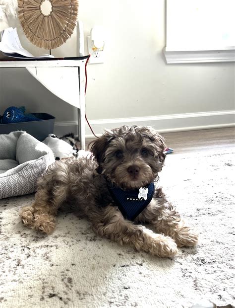 12 Week Old Cavapoo Potty Training With Bells! : r/CavaPoo