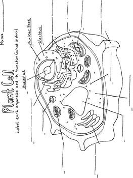 Plant Cell Coloring Page Worksheet by Tessa Arnett | TpT