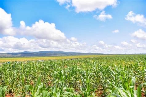 Souverainet Alimentaire Le Minist Re En Charge De Lagriculture