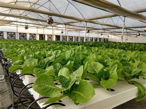 Green growth: Hydroponics and aquaponics unleashed - FarmingFarmersFarms