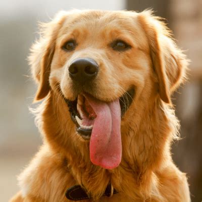 Featured Pets | Fur Facts