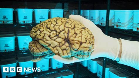 Peeking Into The Brains Filing System Bbc News