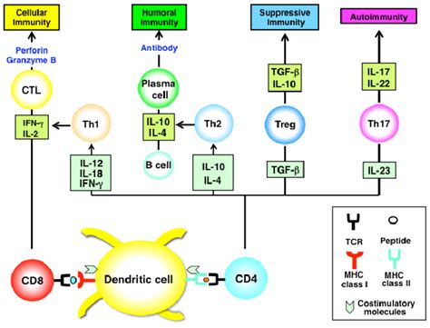 Immune Homeostasis Upon Tcr Mediated Cell Activation Naive Cd4 T