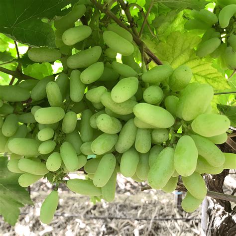 Witch Fingers Grapes Plants