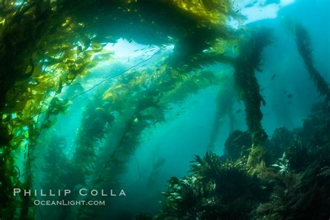 Sunlight Glows Throughout A Giant Kelp Forest Macrocystis Pyrifera