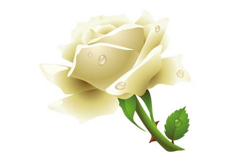 Free White Rose Border Png, Download Free White Rose Border Png png ...