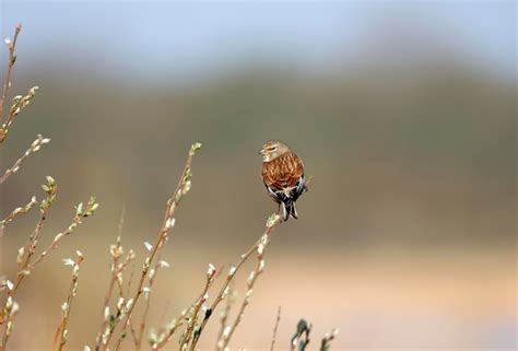 Linnet Macho Cantando Desde Lo Alto De Un Rbol Foto Premium