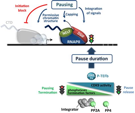 Functions Of Promoter Proximal Pausing And Regulation Of Pause