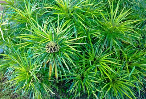 Philippine Trees And Garden Flowers Flower Garden Flowers Garden