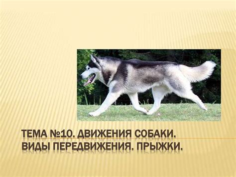 Движения собаки. Виды передвижения. Прыжки. Тема №10 - презентация онлайн