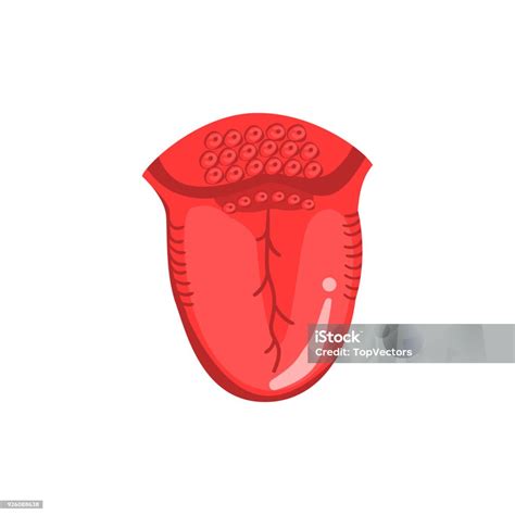 Menselijke Tong Inwendige Organen Anatomie Vector Illustratie Op Een