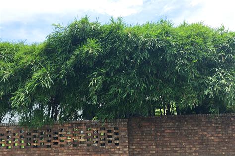 Dwarf Buddha Belly Bamboo Jungle Jacks Bamboo Nursery