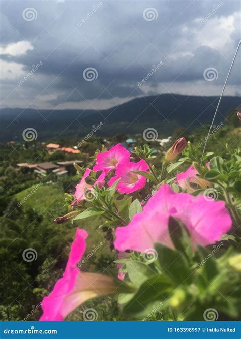 Beautiful Pink Flowers in Hanging Pots, Views of the Sky and Mountains