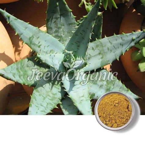 Organic Cape Aloe Powder Supplier | Bulk Cape Aloe Powder Supplier