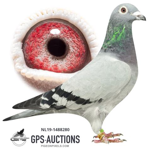 Dutch Top Pigeons GPS Auctions