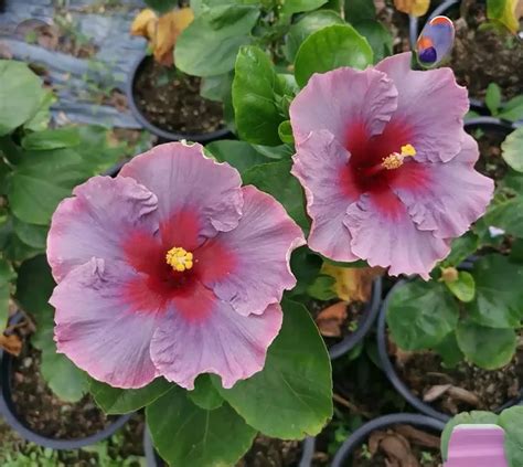 Hibiscus 'Tahitian Antique Purple' (428) - Tropics @Home