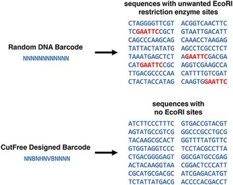 Designing Randomized Dna Sequences Free Of Restriction Enzyme Recognition Sitesbiotechnology