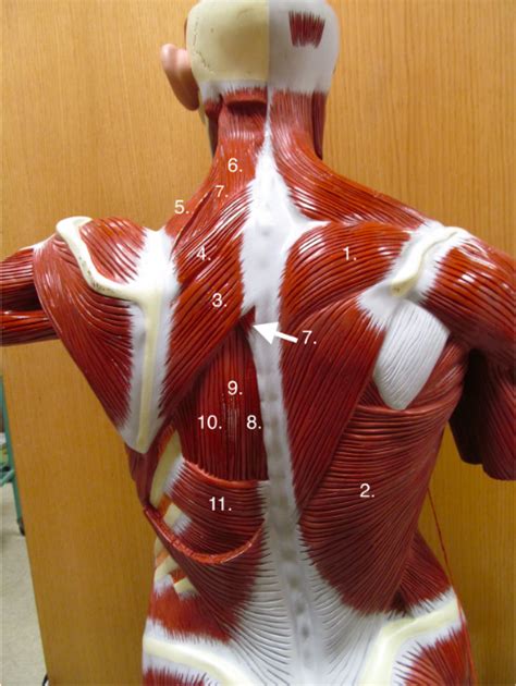 Muscles Of Back Diagram Quizlet