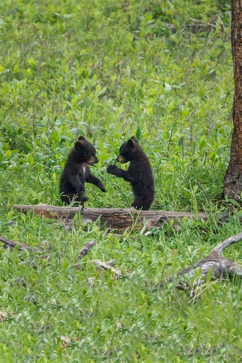 Black Bear Cubs - Posterazzi