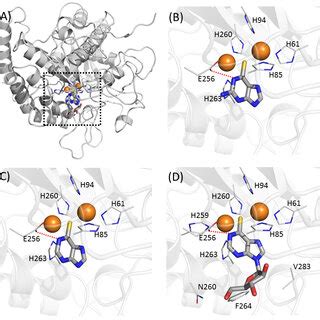 Predicted binding modes of thiopurine inhibitors in this study. (A)... | Download Scientific Diagram