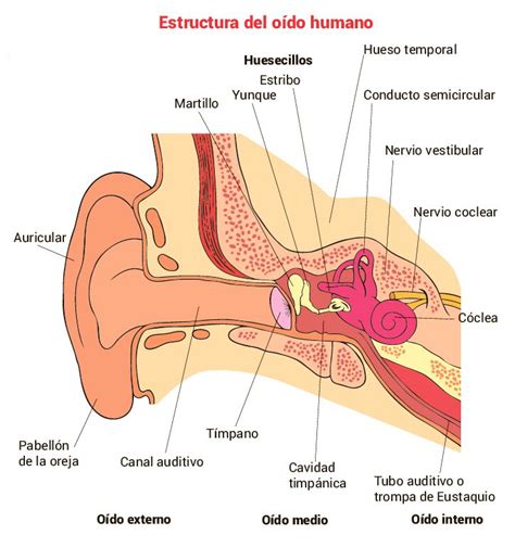 Forma Pub Xito Cual Es El Organo Del Sentido Del Oido Expresamente