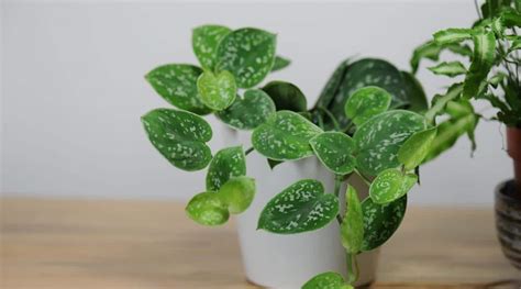 How To Plant Grow And Care For Silver Pothos Satin Pothos