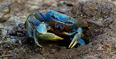 Whats The Deal With That Big Blue Crab On The Beach Coastwatch