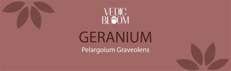 Vedic Bloom Geranium Essential Oil Ml For Shiny Skin Amazon In